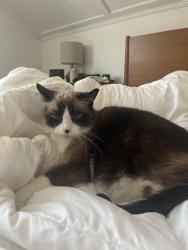 Lost Female Cat last seen Hetzel and dorsch, Pittsburgh, PA 15212