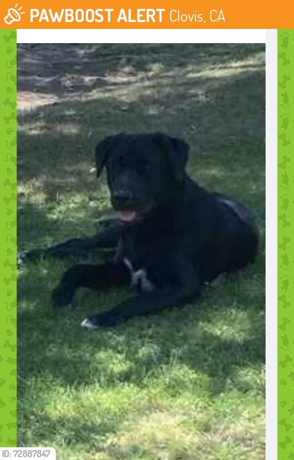 Found/Stray Male Dog last seen Clovis, Clovis, CA 93612