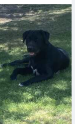 Found/Stray Male Dog last seen Clovis, Clovis, CA 93612