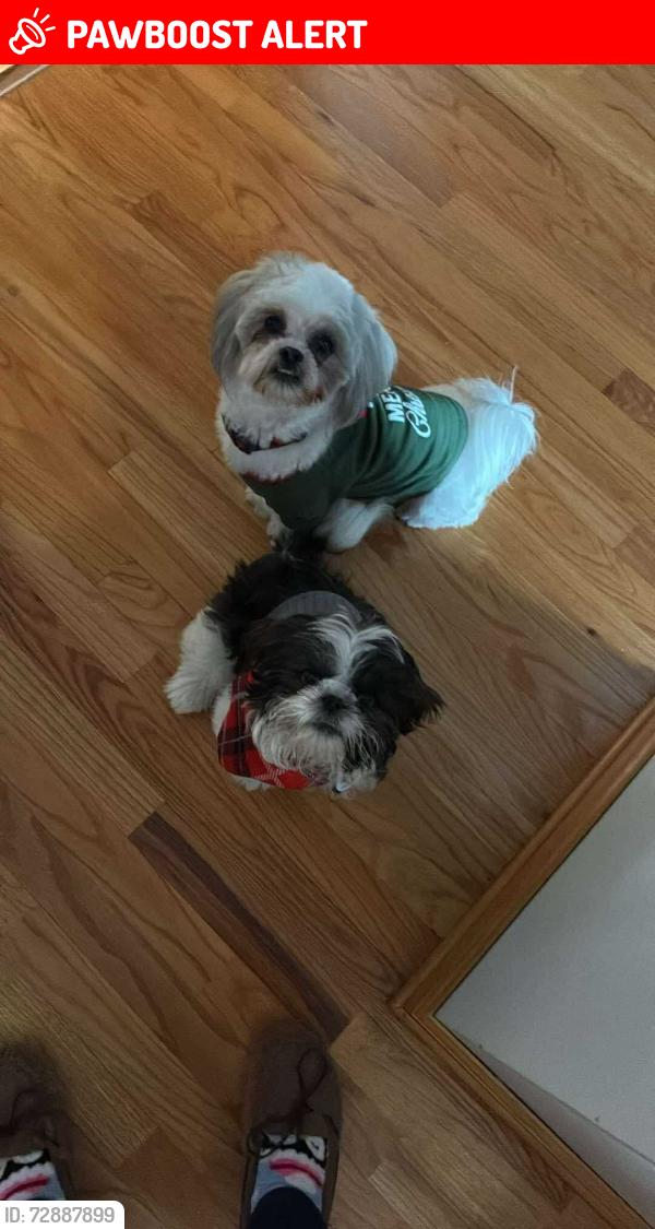 Lost Male Dog last seen Cliffs , Greenville County, SC 29661