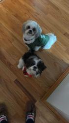 Lost Male Dog last seen Cliffs , Greenville County, SC 29661