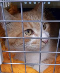 Lost Female Cat last seen Calle tierra y nube , Heroica Puebla de Zaragoza, Pue. 72494