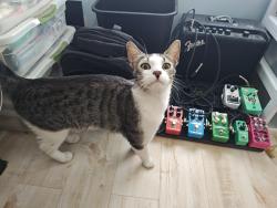 Found/Stray Unknown Cat last seen Close to Santa Ana , Orange, CA 92866