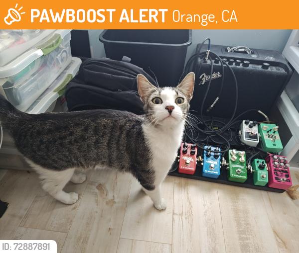 Found/Stray Unknown Cat last seen Close to Santa Ana , Orange, CA 92866