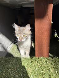 Found/Stray Female Cat last seen W Weddell Dr , Sunnyvale, CA 94089