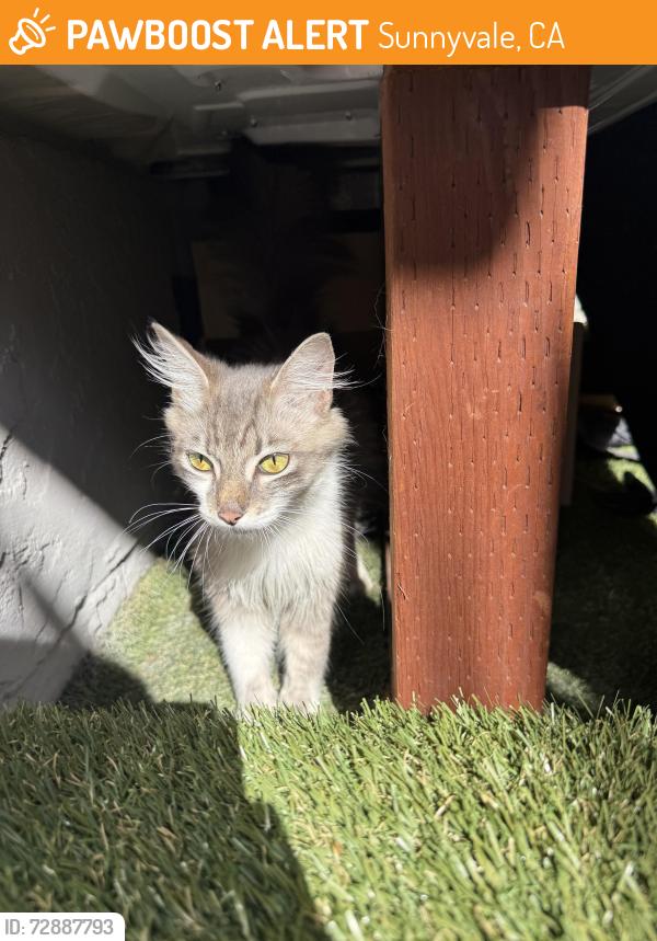 Found/Stray Female Cat last seen W Weddell Dr , Sunnyvale, CA 94089