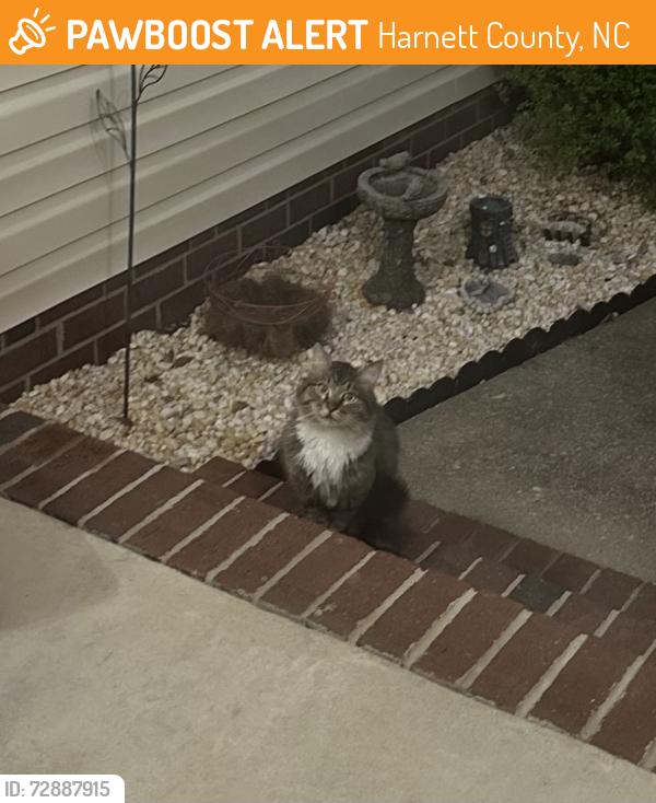 Found/Stray Unknown Cat last seen Elliott Bridge Rd, Harnett County, NC 28323