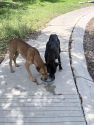 Found/Stray Unknown Dog last seen Rogers Ranch, San Antonio, TX 78258