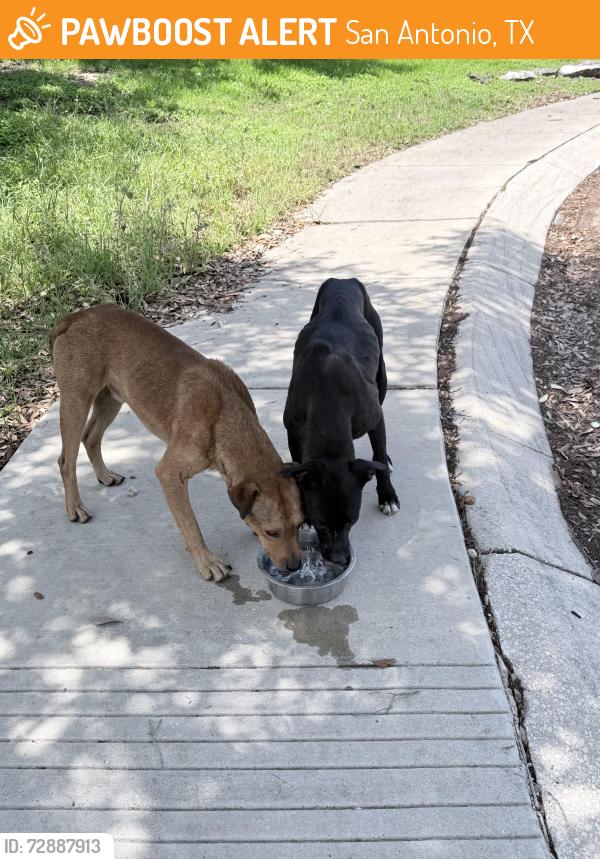 Found/Stray Unknown Dog last seen Rogers Ranch, San Antonio, TX 78258