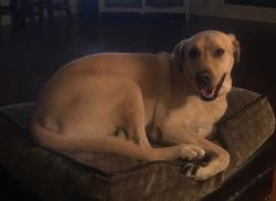 Reunited Female Dog last seen W Cascade Dr, Sherman, TX 75092, USA, Sherman, TX 75092