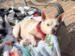 Lost Male Dog last seen 4th St , Edinburg, TX 78539
