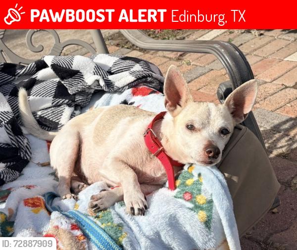 Lost Male Dog last seen 4th St , Edinburg, TX 78539