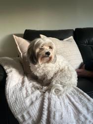 Reunited Female Dog last seen Chicago , Chicago, IL 60602