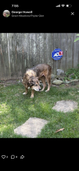 Found/Stray Female Dog last seen Union Ave., Memphis, TN 38112