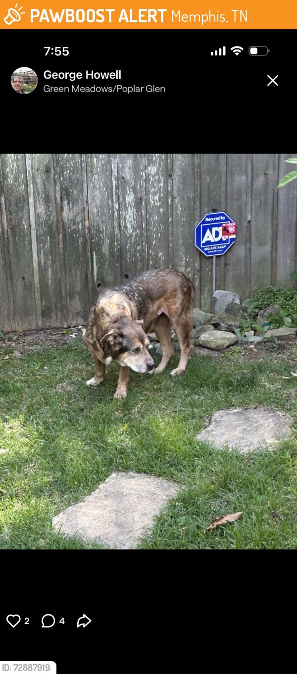 Found/Stray Female Dog last seen Union Ave., Memphis, TN 38112