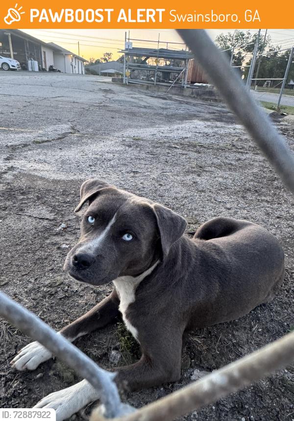 Found/Stray Male Dog last seen Fire departament, Swainsboro, GA 30401