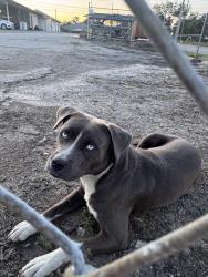 Found/Stray Male Dog last seen Fire departament, Swainsboro, GA 30401