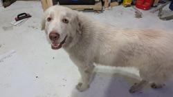 Found/Stray Female Dog last seen S gas station at Kennerly crossing, Irmo, SC 29063
