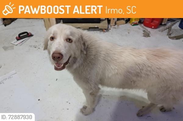 Found/Stray Female Dog last seen S gas station at Kennerly crossing, Irmo, SC 29063