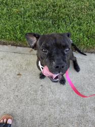 Found/Stray Female Dog last seen Near and West rd., Cypress, TX 77433
