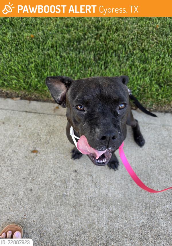 Found/Stray Female Dog last seen Near and West rd., Cypress, TX 77433