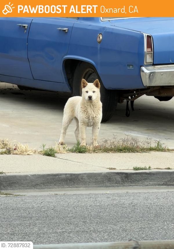 Found/Stray Unknown Dog last seen Teakwood, Oxnard, CA 93033