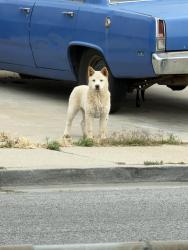 Found/Stray Unknown Dog last seen Teakwood, Oxnard, CA 93033