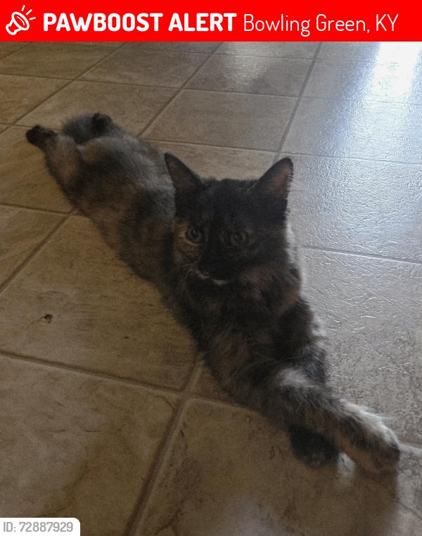 Lost Female Cat last seen Sunny Acres , Bowling Green, KY 42101