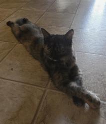 Lost Female Cat last seen Sunny Acres , Bowling Green, KY 42101