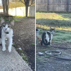 Lost Male Cat last seen Old Cahaba , Helena, AL 35080