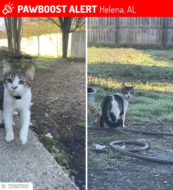 Lost Male Cat last seen Old Cahaba , Helena, AL 35080