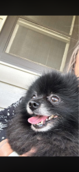 Found/Stray Male Dog last seen 14th and South 4th Ave, Sioux Falls, SD 57104