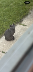 Found/Stray Unknown Cat last seen 27thSt between Edgerton and Grange, Greenfield, WI 53221