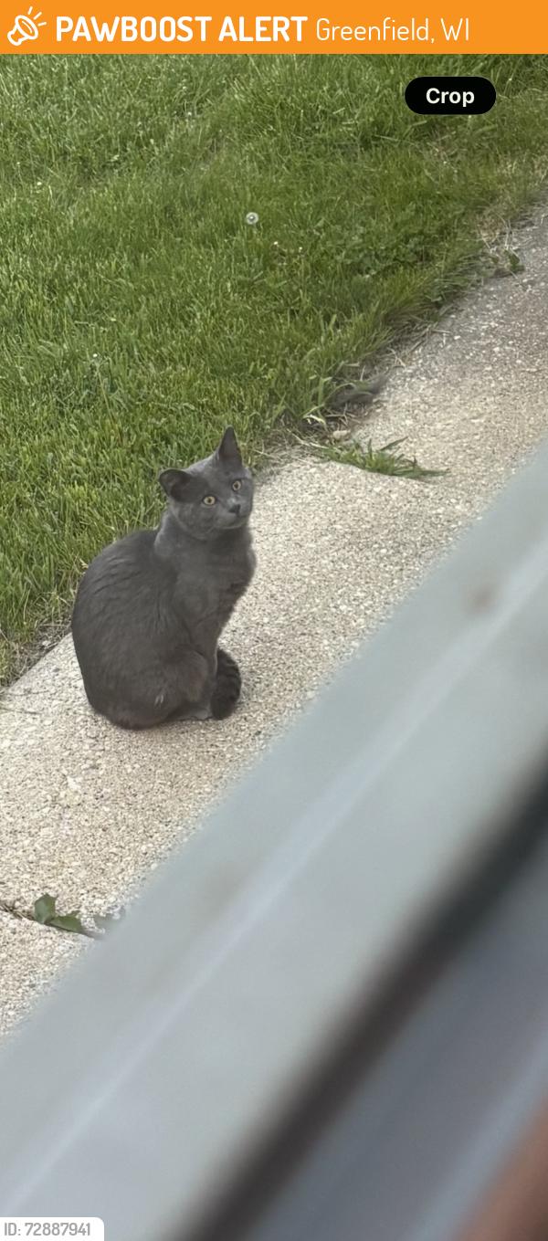 Found/Stray Unknown Cat last seen 27thSt between Edgerton and Grange, Greenfield, WI 53221