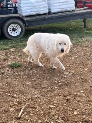 Found/Stray Unknown Dog last seen Near Hoover Hill Rd , Trinity, NC 27370
