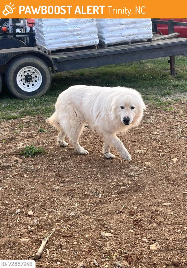 Found/Stray Unknown Dog last seen Near Hoover Hill Rd , Trinity, NC 27370