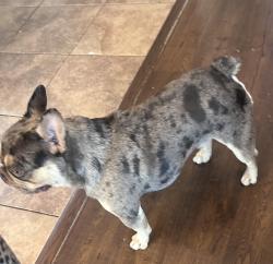Found/Stray Male Dog last seen Morgan , Ceres, CA 95358