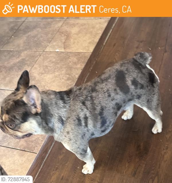 Found/Stray Male Dog last seen Morgan , Ceres, CA 95358