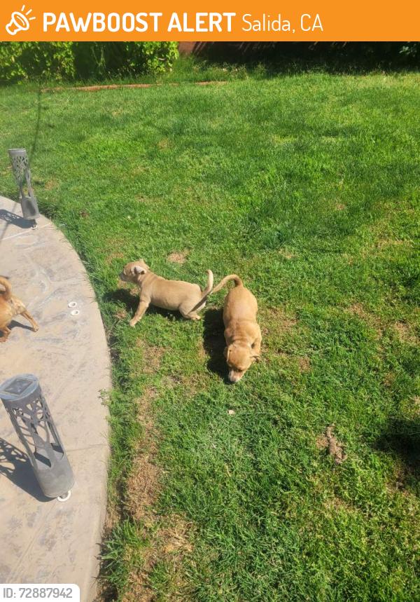 Found/Stray Female Dog last seen Broadway LA Familia , Salida, CA 95368