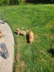 Found/Stray Female Dog last seen Broadway LA Familia , Salida, CA 95368