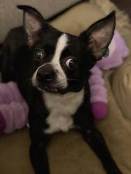 Reunited Male Dog last seen Near and Hensley Rd, Louisa County, VA 23117
