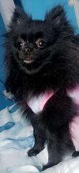 Lost Female Dog last seen Starburst apmts I 35 servis road, Austin, TX 78753