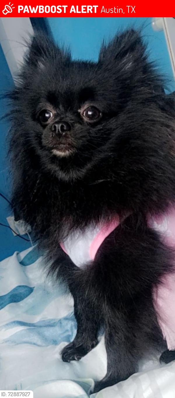 Lost Female Dog last seen Starburst apmts I 35 servis road, Austin, TX 78753