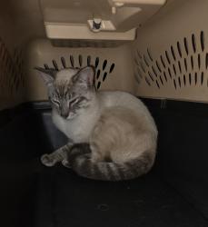 Found/Stray Male Cat last seen Hungary Rd. , Richmond, VA 23228