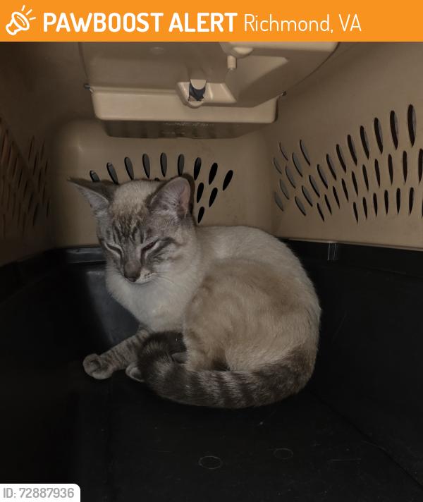 Found/Stray Male Cat last seen Hungary Rd. , Richmond, VA 23228