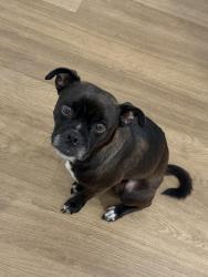 Found/Stray Male Dog last seen Amazon Warehouse, Katy, TX 77449