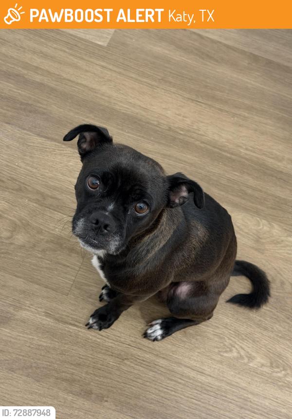 Found/Stray Male Dog last seen Amazon Warehouse, Katy, TX 77449