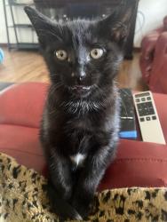 Lost Male Cat last seen Stewart and Arcaidia, Shelton, WA 98584