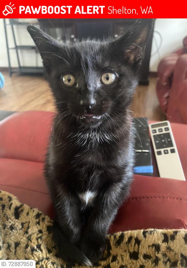 Lost Male Cat last seen Stewart and Arcaidia, Shelton, WA 98584