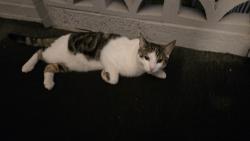 Found/Stray Unknown Cat last seen Plainfield and Frankford ave. , Baltimore, MD 21206